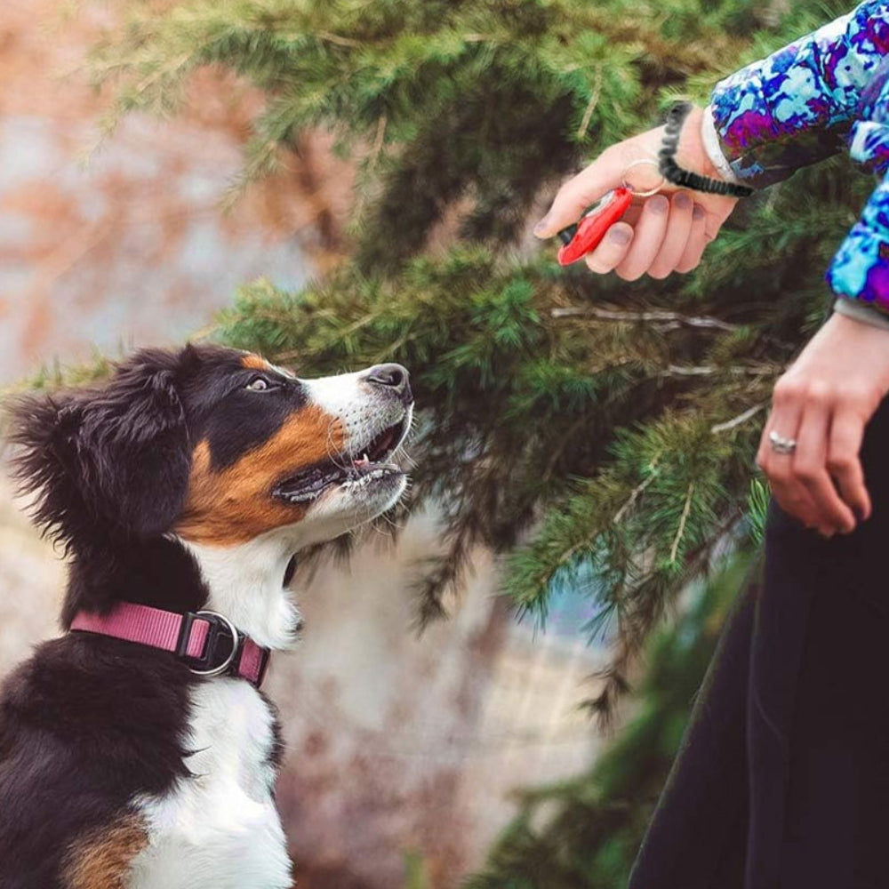 Clicky™ - Clicker de dressage